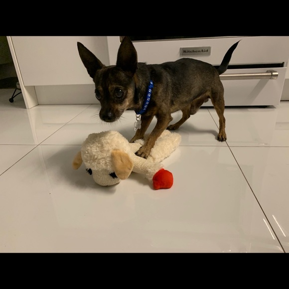 Meet your Posher, Sari - Picture 1 of 1